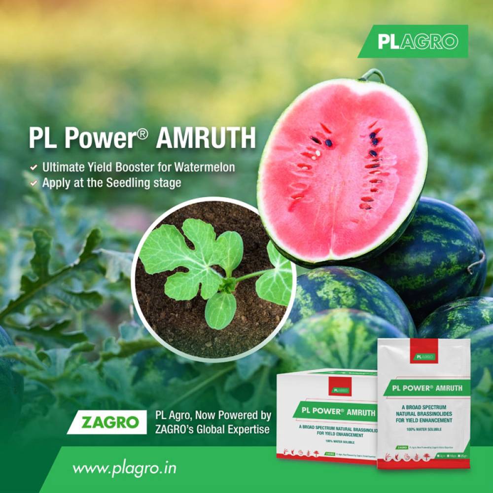 Boost Your Watermelon Yield with PL Power® Amruth